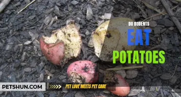 Do Rodents Eat Potatoes? Understanding Their Feeding Habits