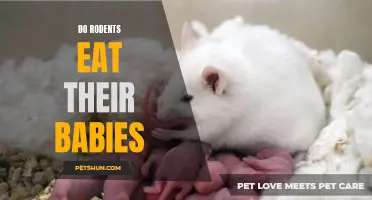 When Do Rodents Eat Their Babies: Understanding the Behavior