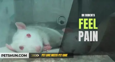 Do Rodents Experience Pain?