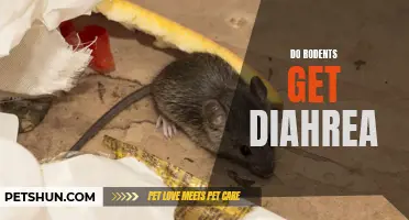 Understanding Rodent Diarrhea: Causes, Symptoms, and Treatment Options