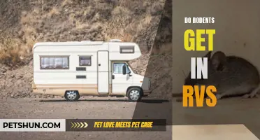 Preventing Rodent Infestations: How to Keep Your RV Critter-Free