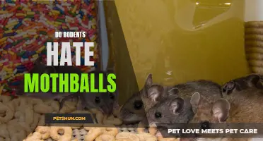 Exploring the Effectiveness of Mothballs in Repelling Rodents