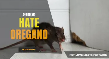 Unveiling the Truth: The Relationship between Rodents and Oregano Revealed