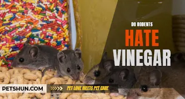 Uncovering the Truth: Rodent Behavior and the Surprising Effects of Vinegar