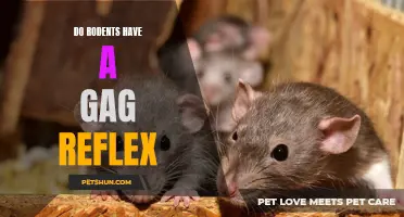 Do Rodents Have a Gag Reflex? Exploring the Physiology of Small Mammals