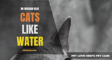 Why Russian Blue Cats Have a Surprising Affinity for Water