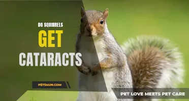 The Effects of Aging: Do Squirrels Get Cataracts?