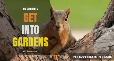 How to Prevent Squirrels from Getting into Your Garden