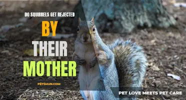 Why Some Baby Squirrels Get Rejected by Their Mothers and How to Help