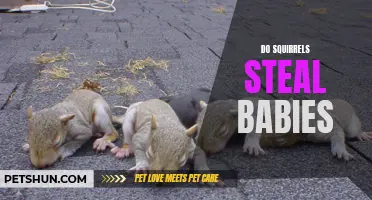 Can Squirrels Steal Babies? Unveiling the Truth Behind a Myth