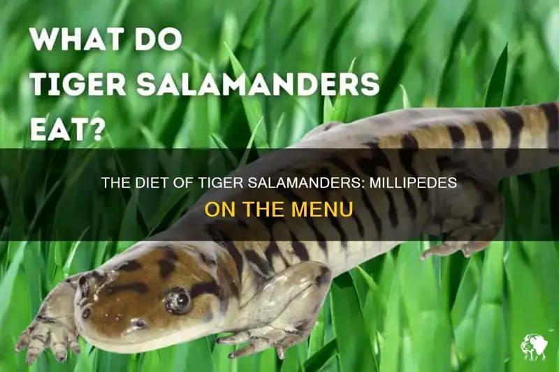 The Diet Of Tiger Salamanders: Millipedes On The Menu | PetShun