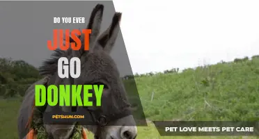 Embrace Your Inner Donkey: Learn to Relax and Go with the Flow