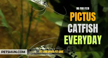 How Often Should You Feed Your Pictus Catfish?