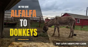 The Benefits of Feeding Alfalfa to Donkeys: What You Need to Know