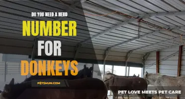 Do Donkeys Need a Herd Number? Find Out Here