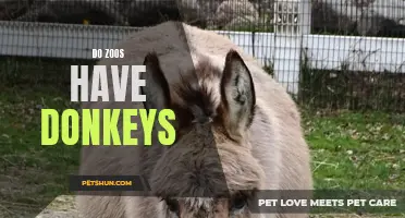 Examining the Presence of Donkeys in Zoos: Their Role in Conservation and Education