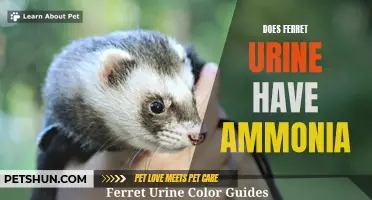 The Ammonia Content in Ferret Urine: Exploring the Facts and Potential Concerns