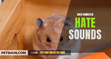 Understanding the Relationship Between Hamsters and Sounds