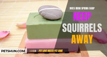 Exploring Whether Irish Spring Soap Acts as a Natural Squirrel Repellent