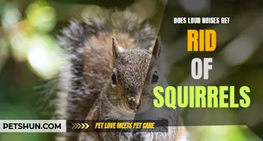How to Use Loud Noises to Get Rid of Squirrels in Your Home