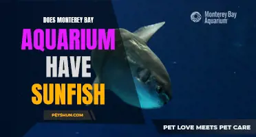 Does Monterey Bay Aquarium Have Sunfish?
