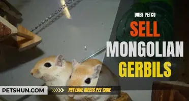 Does Petco Sell Mongolian Gerbils?