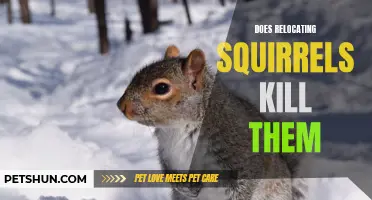 The Impact of Relocating Squirrels on their Survival: Do They Survive or Does it Lead to their Demise?