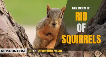 Can Talstar Effectively Eliminate Squirrels?