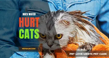 Is Water Harmful to Cats? Exploring the Effects on Feline Health