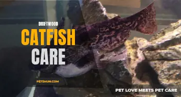 The Essential Guide to Driftwood Catfish Care for Beginners