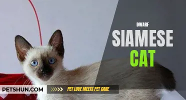 The Unique Characteristics of the Dwarf Siamese Cat Breed