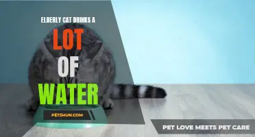 Why Is My Elderly Cat Drinking So Much Water?