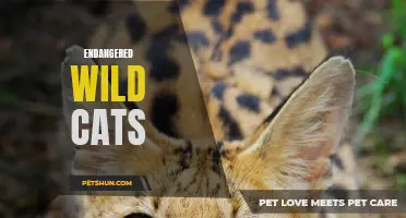 Preserving the Future: The Battle to Protect Endangered Wild Cats