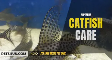 The Essential Guide to Eupterus Catfish Care