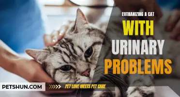 When to Consider Euthanizing a Cat with Urinary Problems