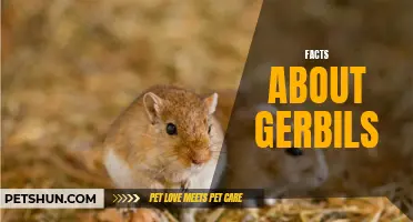Fascinating Facts to Know About Gerbils