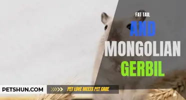 The Fascinating Connection Between Fat Tail and Mongolian Gerbil
