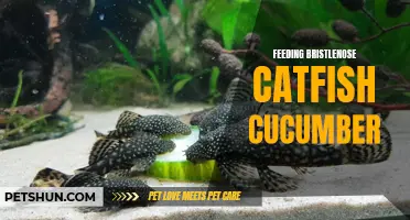 The Best Way to Feed Bristlenose Catfish: Cucumber as a Nutritious Option
