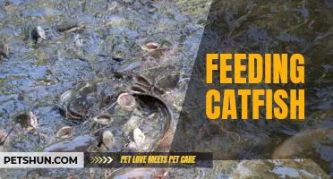 Tips for Feeding Your Catfish: What You Need to Know