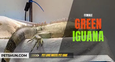 The Fascinating World of Female Green Iguanas: A Closer Look at Their Behavior and Characteristics