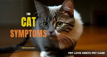 Common Symptoms of Feline Hyperthyroidism