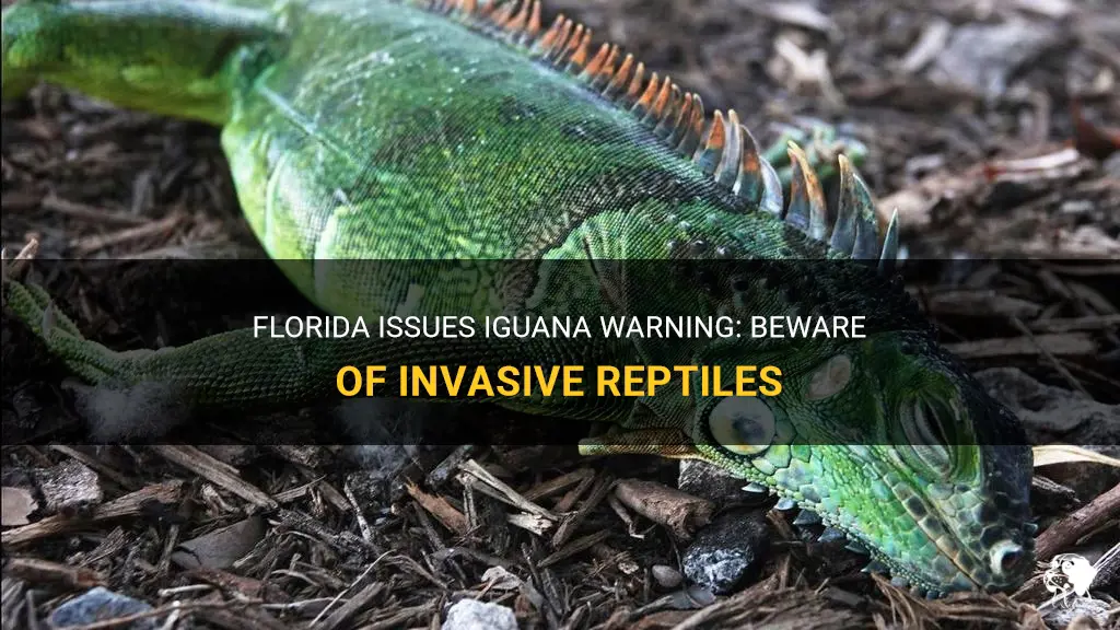 florida iguana warning