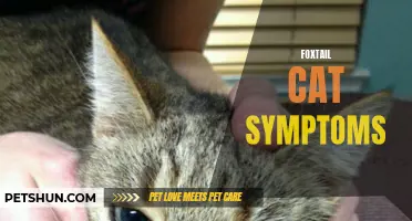 Understanding Foxtail Cat Symptoms: What Every Cat Owner Should Know
