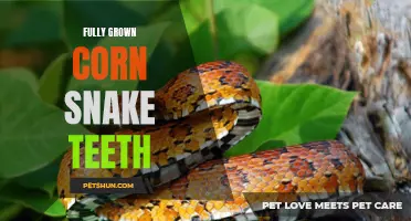 The Importance of Understanding fully grown Corn Snake Teeth