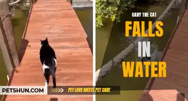 Gary the Cat Takes a Dive: A Hilarious Tale of Feline Aquatics