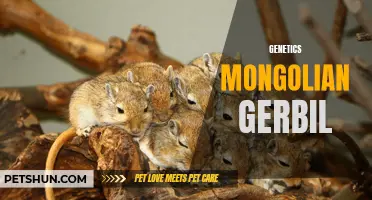 Understanding the Genetics of the Mongolian Gerbil: A Comprehensive Study