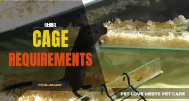 Creating a Comfortable Habitat: The Essential Gerbil Cage Requirements