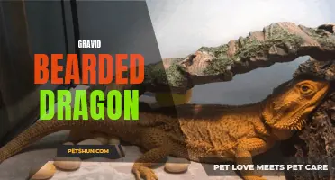 The Gravid Bearded Dragon: Understanding Reproduction and Care