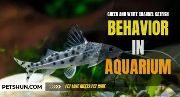 Exploring the Fascinating Behavior of Green and White Channel Catfish in an Aquarium