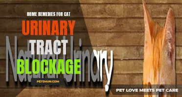 Natural Ways to Treat Cat Urinary Tract Blockage at Home